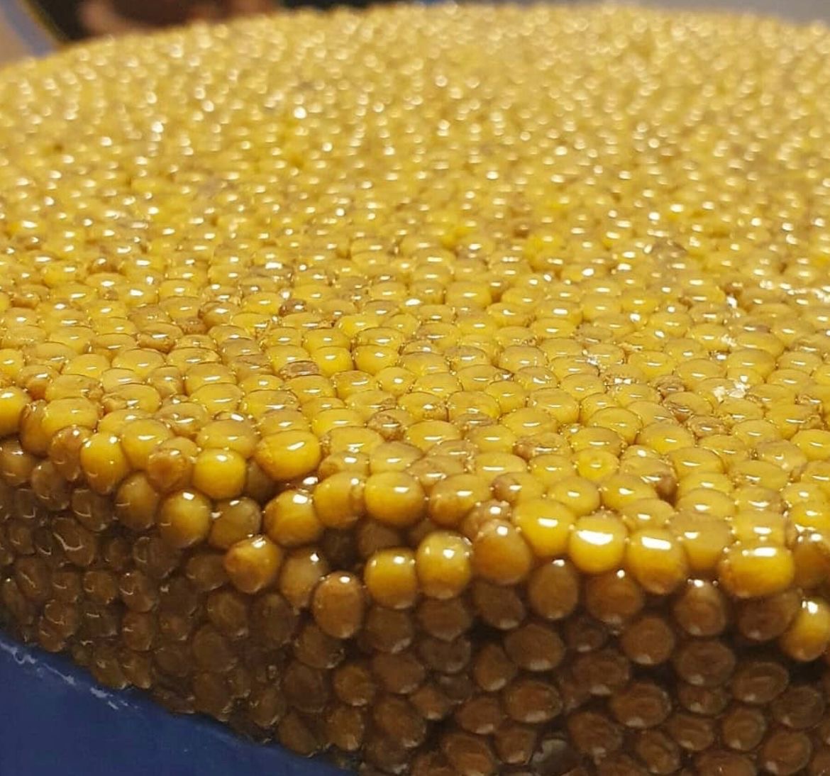 Royal Beluga Gold