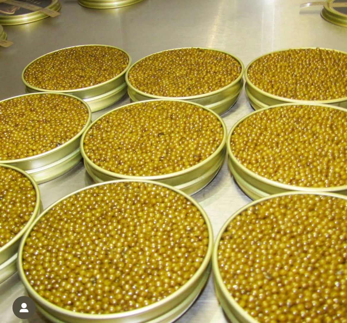 Royal Beluga Gold